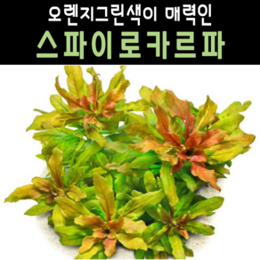 [물풀정원] 초보 전경수초 스파이로카르파(3줄기) 달팽이없는 깨끗한 수초키우기 구피 베타 물고기 새우 은신처, 1개