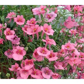 [모야모 꽃씨] 다이아시아(Diascia) 씨앗