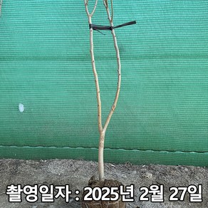 착한가격 나무생각 / 오디나무 / 슈퍼오디 / 3년생 / 결실주, 1개