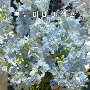 델피늄 쉬폰블루[2개 복남이네야생화 모종 스프레이 델피니움 락스퍼 delphinium], 2개