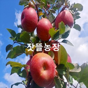 잣뜰농장 밀양 얼음골사과 GAP인증 산지직송 5kg