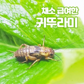 귀뚜라미 보온포장포함 레오파드게코 도마뱀 파충류 양서류 개구리 햄스터 고슴도치 끝판왕 살아있는 귀뚜라미 먹이곤충, 대 50마리, 1개