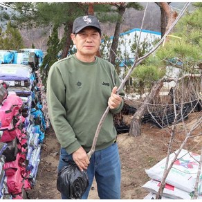 충청농원 미니사과나무 결실주 3년생 분묘, 부사, 4년생, 1개