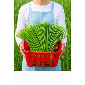 [해들애] 마늘쫑 국내산마늘쫑, 1개, 1kg (상)