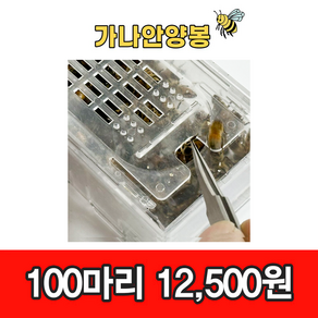 건강한 벌침 봉침 벌침용 봉침용 벌 (100마리 이상 ~), 100개