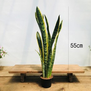 청년농부 산세베리아(55cm), 1개