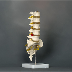 요추 모형 my-11109 / 실물 규격 허리 척추 경추 모형 11109, 1개