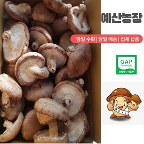 GAP인증 예산표고버섯 못난이 (무료배송) 생표고버섯 가정용으로 추천 다시용 가루용 대량용 육수용 김정용 식당용 건조용 농장직송