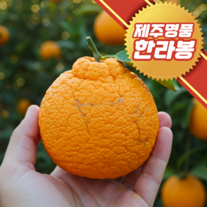 고당도 하우스 꼬마 가정용 한라봉, 1개, 꼬마_한라봉) 10kg