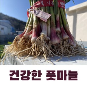 산지의 신선함 통영 노지 풋마늘 3kg, 1개