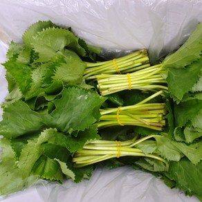 강원도 곤달비 참곰취 채소, 1박스, 1kg