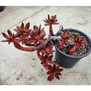 [수암다육] 간도리스 (한조소) 랜덤발송 Echeveia fimbiata 'Fasciculata' 다육 다육이 다육식물 국민다육 다육이키우기 반려식물 선인장 미니선인장, 1개