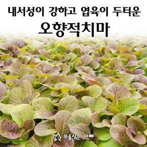 [모종심는아빠] 내서성이 강하고 엽육이 두터운 오향적치마 상추 모종, 12개