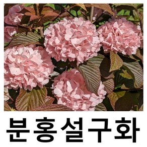 분홍설구화나무 묘목 핑크오데마리 포트묘, 1개