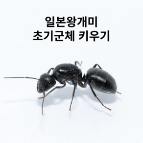 앤트킹 일본왕개미 여왕개미 키우기 관찰키트, 1개