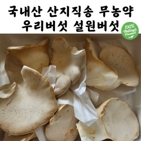 우리버섯 무농약 설원버섯 황제버섯, 1개, 1kg