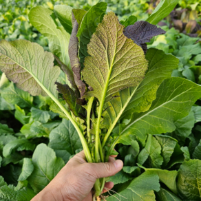 [산지직송] 여수 돌산갓 생갓 2kg 5kg / 여수돌산갓 홍갓 갓 여수갓 생돌산갓 생고들빼기 절임돌산갓 돌산갓생갓 돌산갓생갓2kg 돌산갓생갓5kg