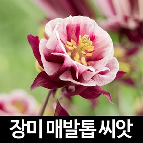 장미 매발톱 씨앗 아킬레기아 꽃씨 야생화 종자 10알