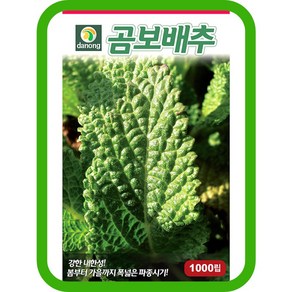 다농 곰보배추 씨앗 1000p, 1개