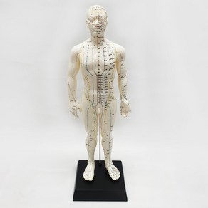 4D Anatomy 한방모형 남자 동인형XC-503 50cm 혈자리 경혈 인체모형, 1개