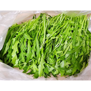 와일드루꼴라 500g, 1개