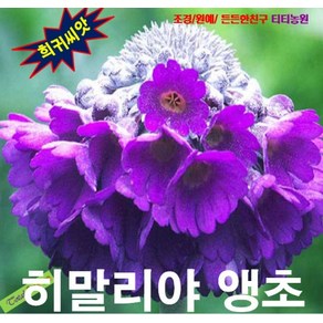 (희귀씨앗) 히말라야앵초 (Primula capitata) 25립