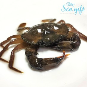 [씨기프트]소프트쉘 크랩 900g 10미 내외 껍질먹는게 톱날꽃게 푸팟퐁커리 머드크랩, 1개, 900g(10미 내외)