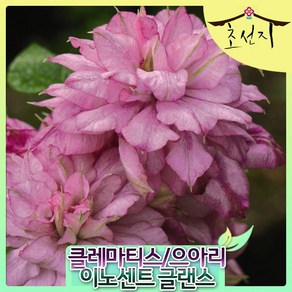[초선지] 클레마티스 으아리 7치포트화분 신품종 네덜란드 직수입, 1개