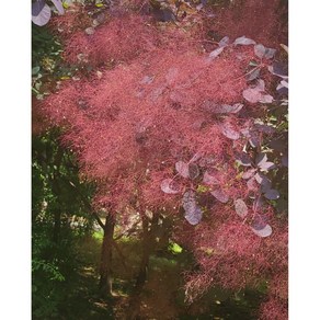 [삼다원]자엽안개나무 스모그트리
