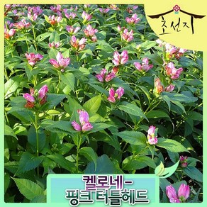 [초선지] 켈로네 5치 거북머리꽃 핑크터틀헤드, 1개