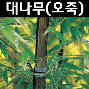 대나무(오죽) 묘목 H1.2~1.5m 분묘1개/조경수 경계수, 1개