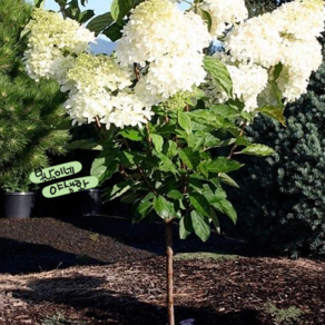 수국 [1포트] 팬텀 (복남이네 야생화 모종 hydrangea) 신품종 목수국