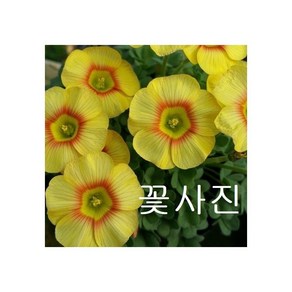 옵투샤 엘리자베스 사랑초 노랑 주황 색상랜덤, 1개, 노랑o주황