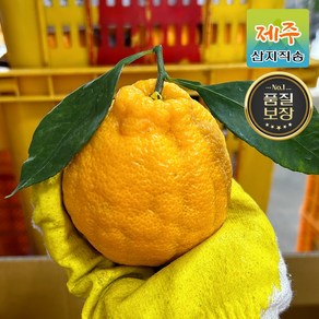 산지직송 제주도 당도보장 한라봉 3kg 5kg 가정용/선물세트