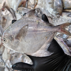 [당일조업] 산지직송 여수 참병어 비손질, 1박스, 2kg