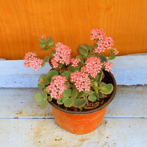 블로초(밥이 빵빵한아이입니다), 1개