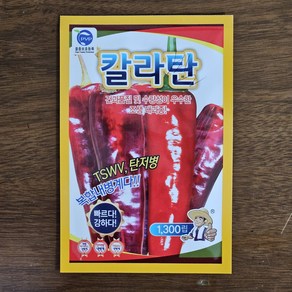 칼라탄 고추씨앗 1300립 칼라 탄저 역병 바이러스 복합내병계 고추종자 사카타코리아, 1개