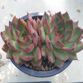 [수암다육] 누브라(루브라) 랜덤발송 Echeveia agavoides 'Ruba' 다육 다육이 다육식물 국민다육, 1개