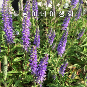 베로니카 블루카펫 [4개 복남이네야생화 모종 왜성보라꼬리풀 veonica], 4개