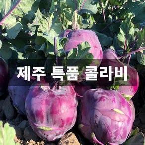 청담농수산 산지직송 프리미엄 제주 콜라비 특품 로얄과, 1개, 3kg