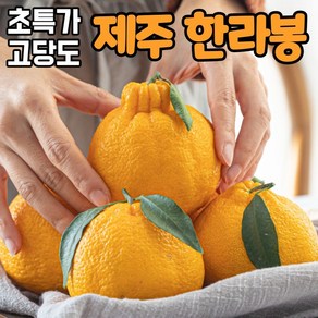 [고품질] 고당도 제주 한라봉 가정용 못난이 할라봉 제주한라봉 (2) 한라봉... 1박스, 1개