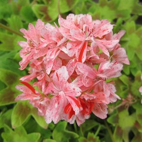 제라늄 10cm 키리