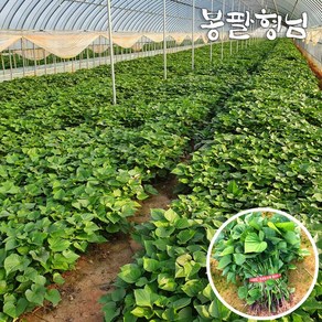 [봉팔형님] 해남 밤 자색 고구마모종 고구마순, (자색)1박스, 1kg