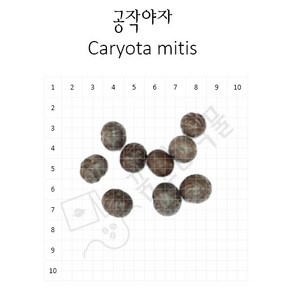 Cayota mitis 씨앗 공작야자 씨앗 10립 희귀식물 관엽식물 꿈꾸는식물, 1개