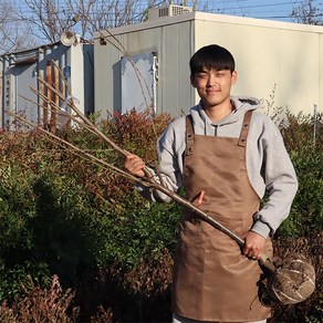 푸룬 서양 자두나무 묘목 3년생 결실주