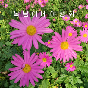 진분홍 구절초 [4포트 복남이네야생화 모종 핑크 국화]