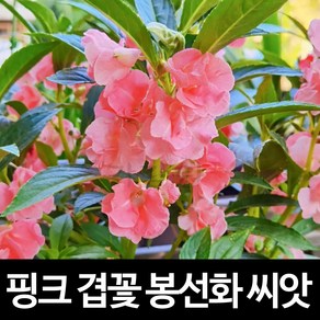 핑크 겹꽃 봉선화 씨앗 장미 봉숭아 종자 꽃씨 100알, 1개