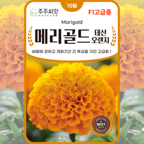 F1 고급종 메리골드 씨앗 6종 택1, 메리골드태산오렌지 10립, 1개