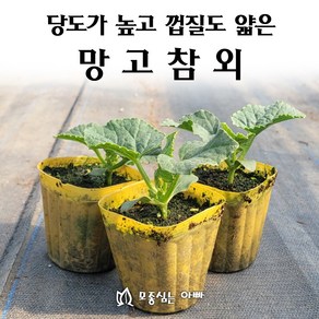[모종심는아빠] 당도가 높고 껍질도 얇아 먹기 좋은 망고참외 모종, 3컵, 1개