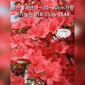 철쭉 묘목20주(영산홍 자산홍 백철) 30~40cm가량판매, 영산홍-붉은색꽃, 20개